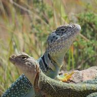 two reptiles in the grass