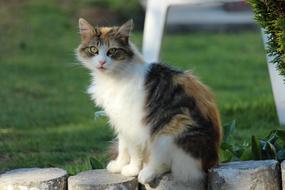 domestic cat in the garden on a blurred background