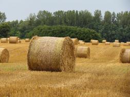 straw bales on the grass in the field