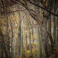 Beautiful forest with the colorful trees, and other plants, in shadow and light, in Vienna, Austria