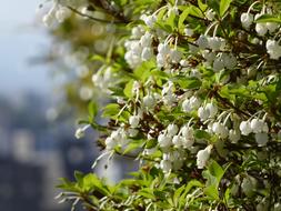 Mantenboshi Flowers