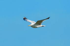 Bird Sea Gull Flight Dollars Non