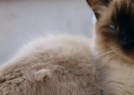 Gata Animal Feline