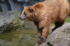 hunted bear by the river