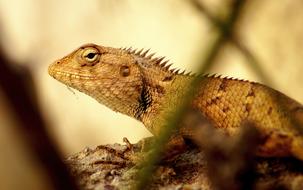 Yellow Chameleon at Sunset