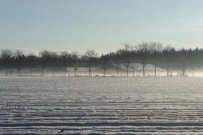 Veluwe Snow