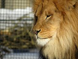 Portrait of the cute and beautiful lion, at blurred background