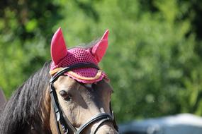 horse with a hat on his head