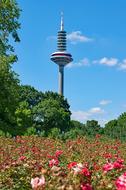 blooming flowers against the backdrop of the TV tower in the Gruneburgpark, Frankfurt