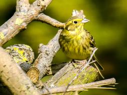 Goldammer Bird Songbird at Garden