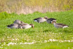 Cute, colorful and beautiful greylag geese among the plants