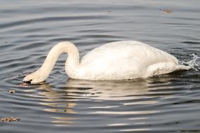 Mute Swan Bird in Water