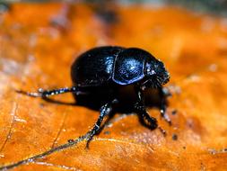 black Ground Beetles Insect