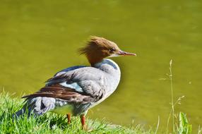 Merganser as a Duck