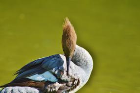Merganser Ducks Waterfowl
