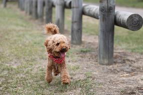 Cute and beautiful, fluffy, brown poodle dog near the wooden fence, among the green grass