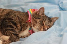 Tabby Cat sleep