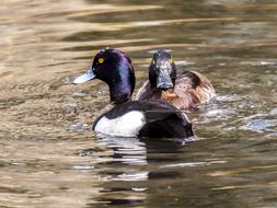 wild Duck Birds Water