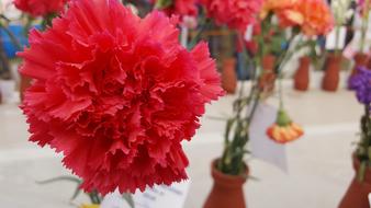 a gorgeous red flower