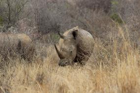 rhinoceros walking in the grass