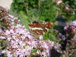 Butterfly on Flowers at Summer