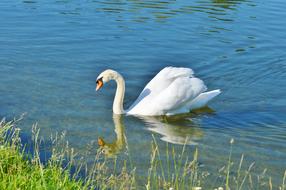 Beautiful and cute, white swan swimming in the water with ripple, near the green grass