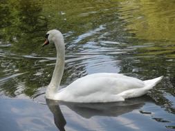 Swan Pond