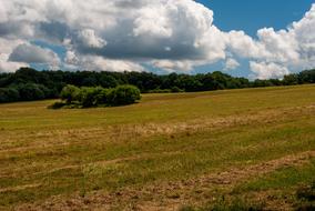 field of yellow grass