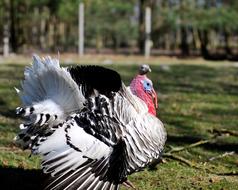 Wild Turkey Animal