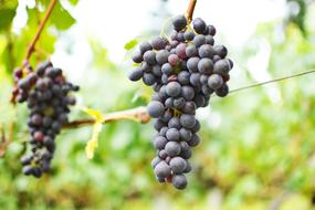 The grapes in the garden on the branch blossom deliciously