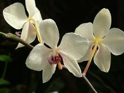 a beautiful orchid in the garden