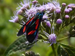 a big butterfly on a purple flower