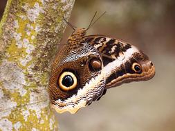 butterfly insect nature macro