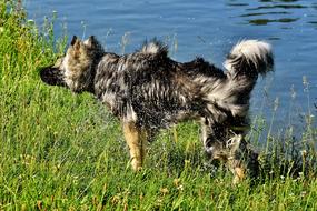 Eurasians Wet Fur Shaking dog