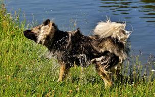 Cute, colorful and beautiful, wet Eurasian dog on the shore with plants