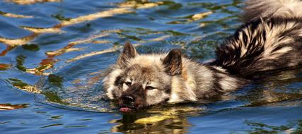 Eurasians Swim Dog in lake