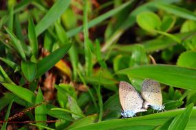 Butterfly Mating Couple at wildlife