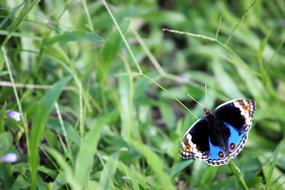 Macro photo of the colorful, cute and beautiful butterfly on the green grass