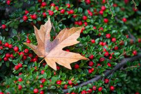 dry leaf on the berries