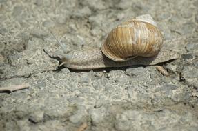 snail on the ground crawling