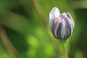 macro photo of a closed purple-white bud