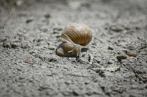 Snail