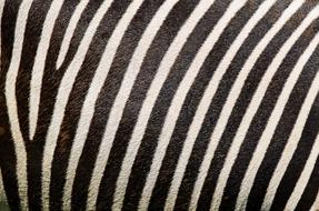 macro photo of zebra stripes as background