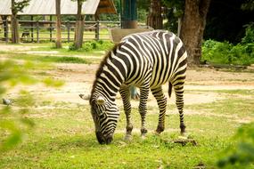 Zebra animal in zoo