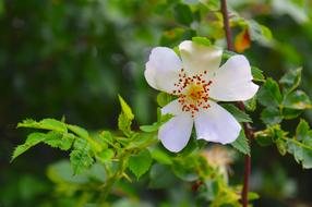 beautiful white garden flower