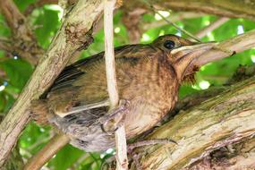 Young Blackbird on a tree close-up