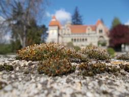 Bory-City Castle