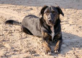 Domestic Dog Lying on sand