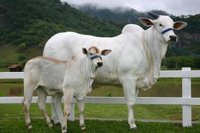 white cow with a baby