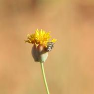 mini nature flower